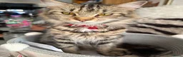Maine Coon cats for sale: Maincoon Kittens ready to find new home  - Advert 38