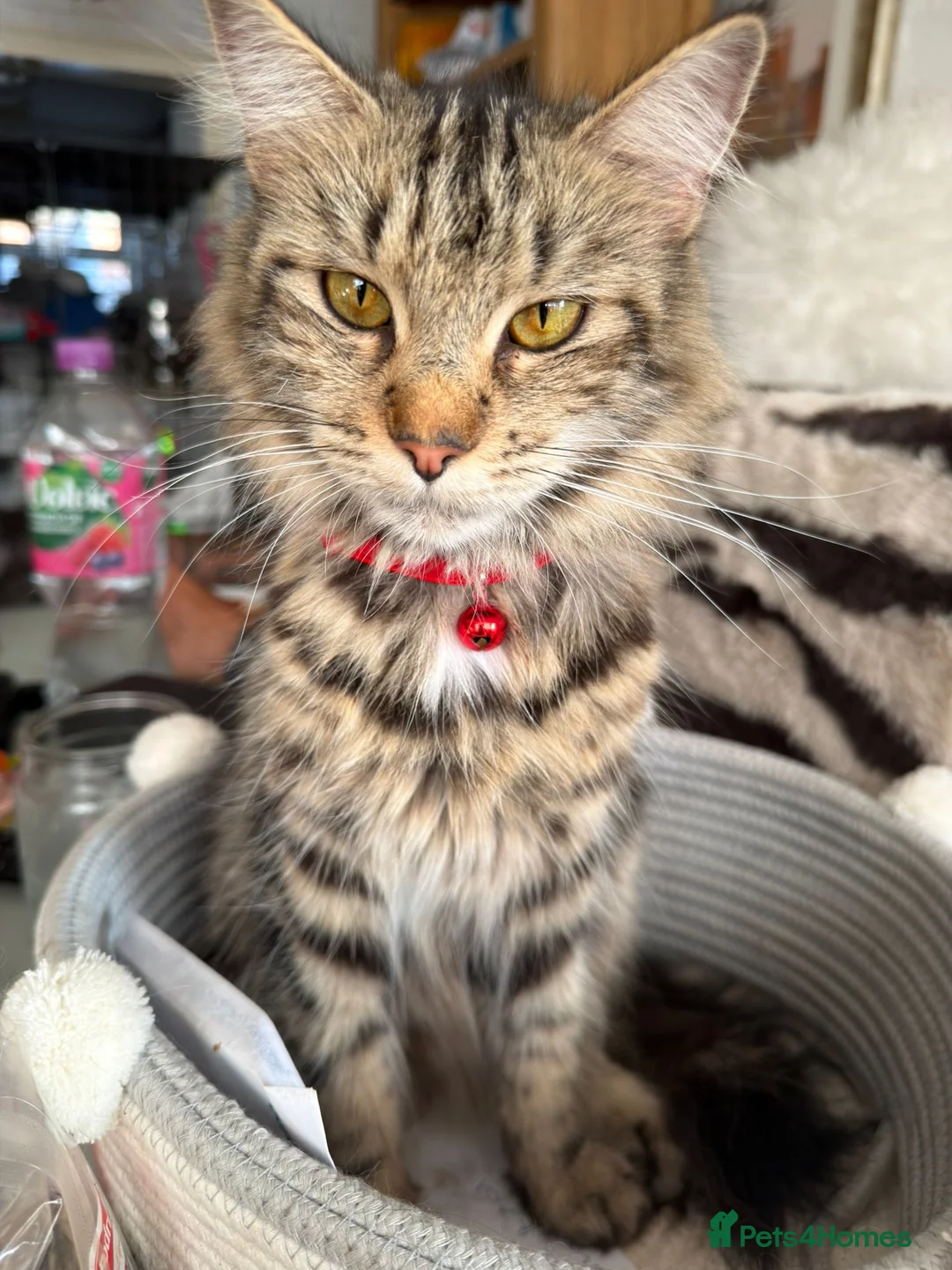 Maine Coon cats for sale: Maincoon Kittens ready to find new home  - Advert 38