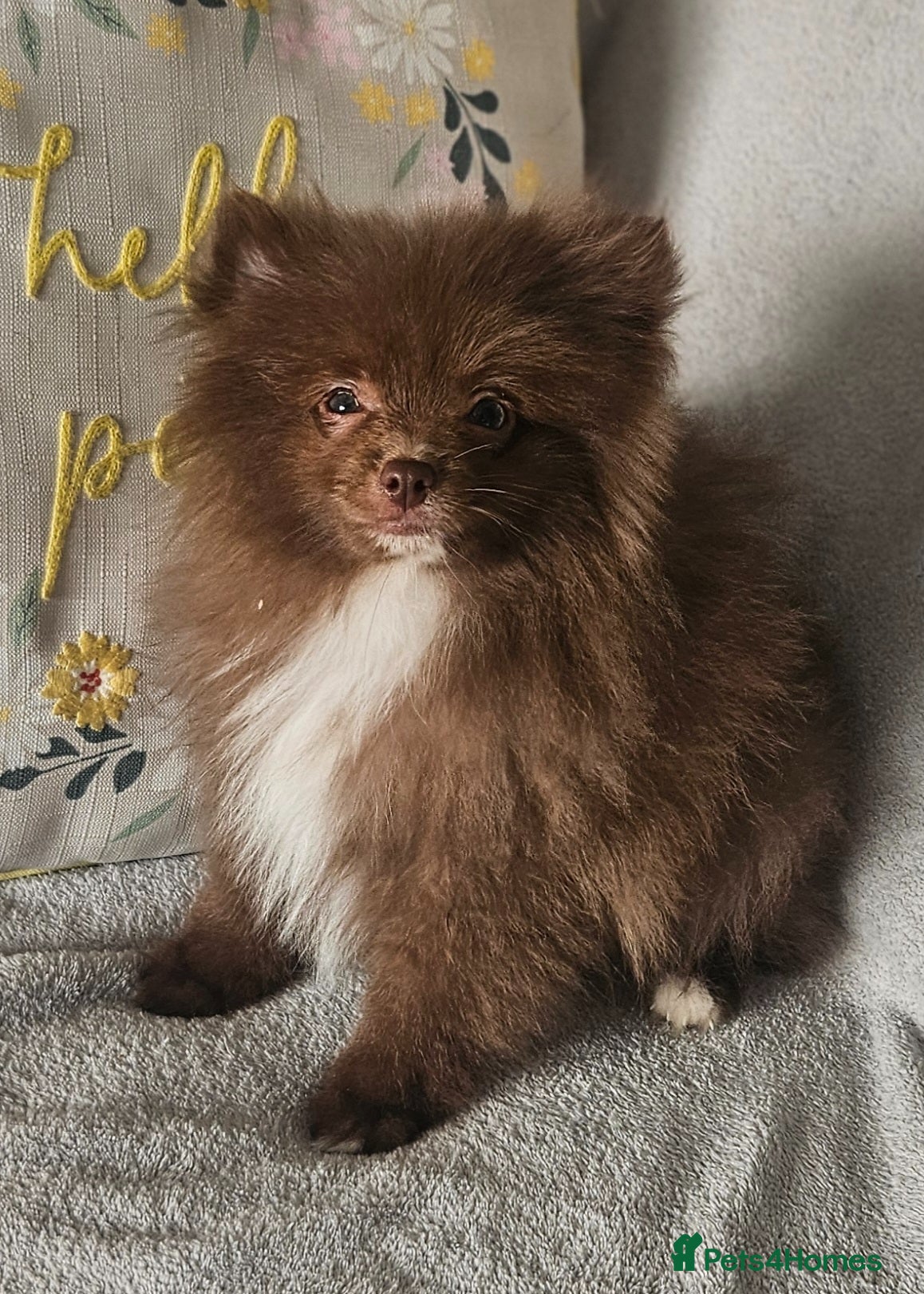 Pomeranian dogs READY TO LEAVE NOW Beautiful Boy KC pomeranian Pup - Advert 1