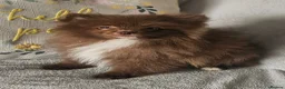 Pomeranian dogs for sale: READY TO LEAVE NOW Beautiful Boy KC pomeranian Pup - Advert 7