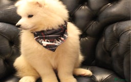 Samoyed dogs for sale: Samoyed puppies looking for the new loving  home - Image 30