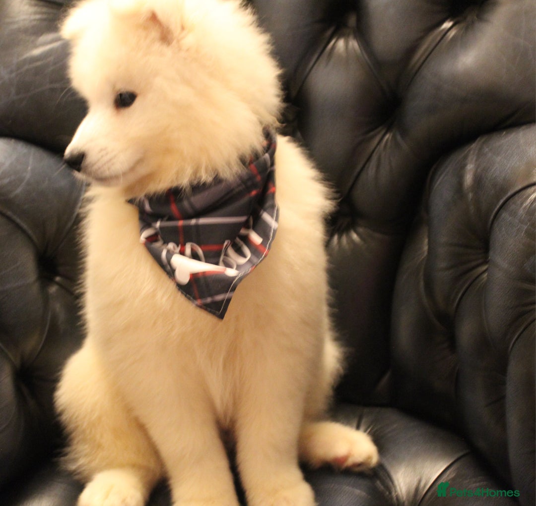 Samoyed dogs for sale: Samoyed puppies looking for the new loving  home - Image 30
