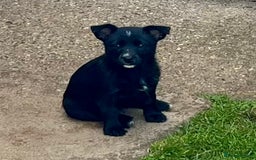 Mixed Breed dogs for sale: Weeranian Pups - Image 18