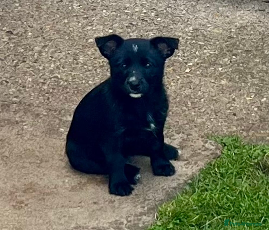 Mixed Breed dogs for sale: Weeranian Pups - Image 18
