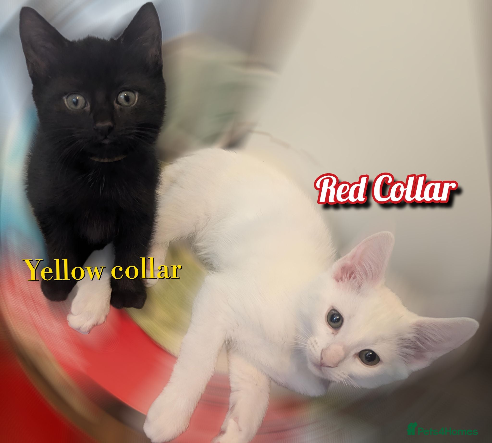 Mixed Breed cats 3x kitten's inc Dewormed & Deflead & microchipped  - Advert 6