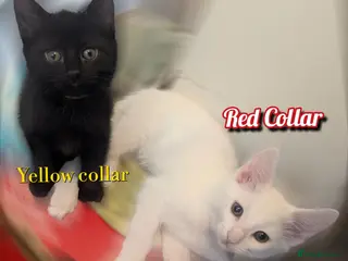 Mixed Breed cats 3x kitten's inc Dewormed & Deflead & microchipped - Advert 6