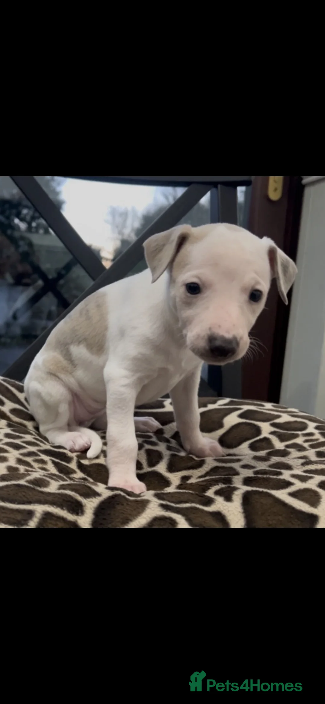 Whippet dogs for sale: KC registered Whippet puppies  - Advert 2