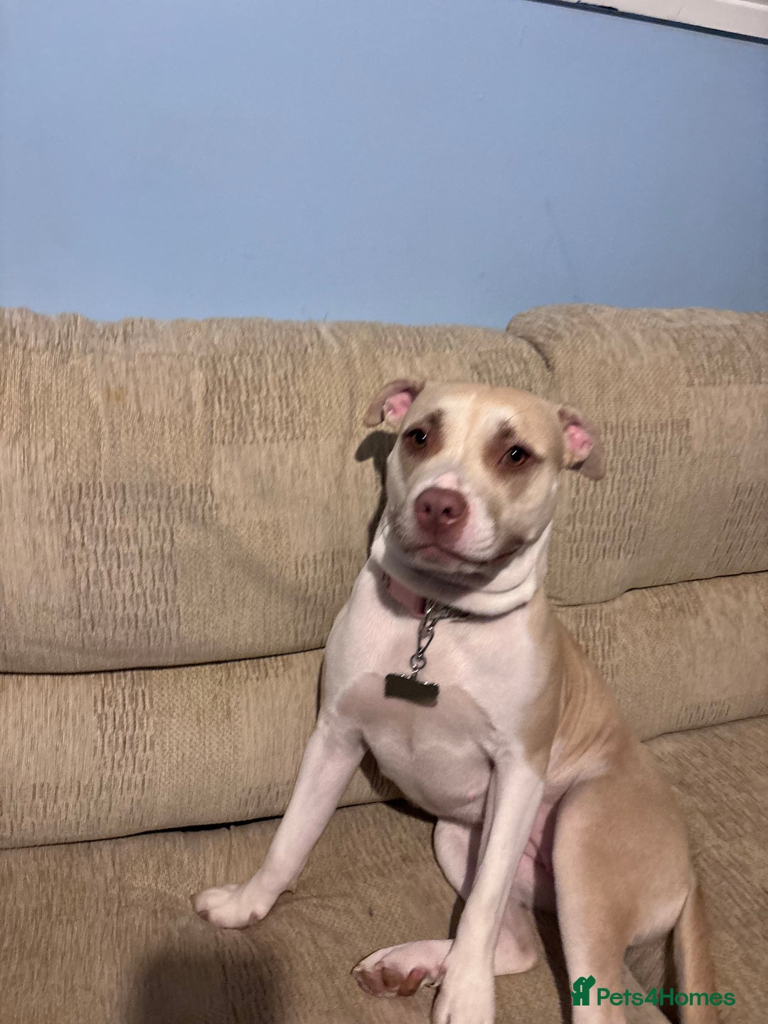 Mixed Breed dogs for sale: New Home ASAP - Advert 7