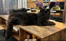 Maine Coon cats for stud: Maincoon Stud  in Bracknell - Image 5
