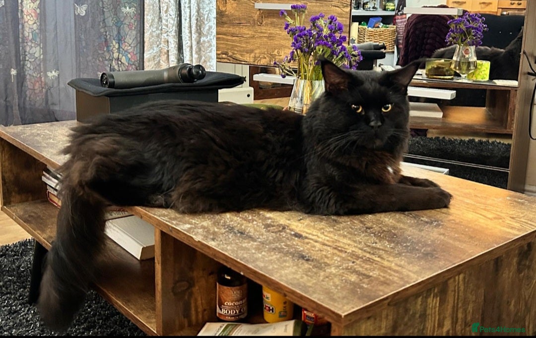 Maine Coon cats for stud: Maincoon Stud  in Bracknell - Image 5