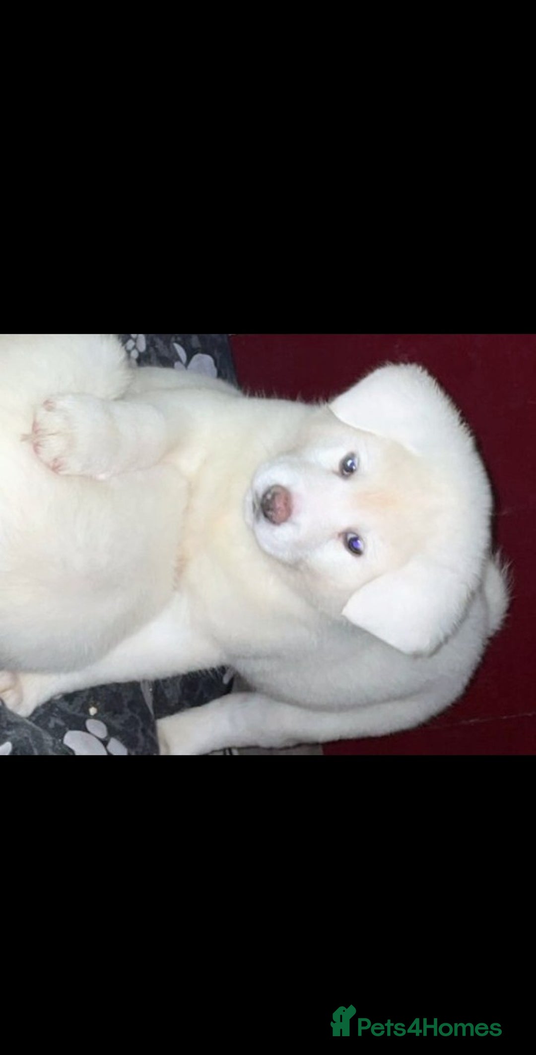 Japanese Akita Inu dogs for sale: Japanese Akita Inu Puppies  - Advert 6