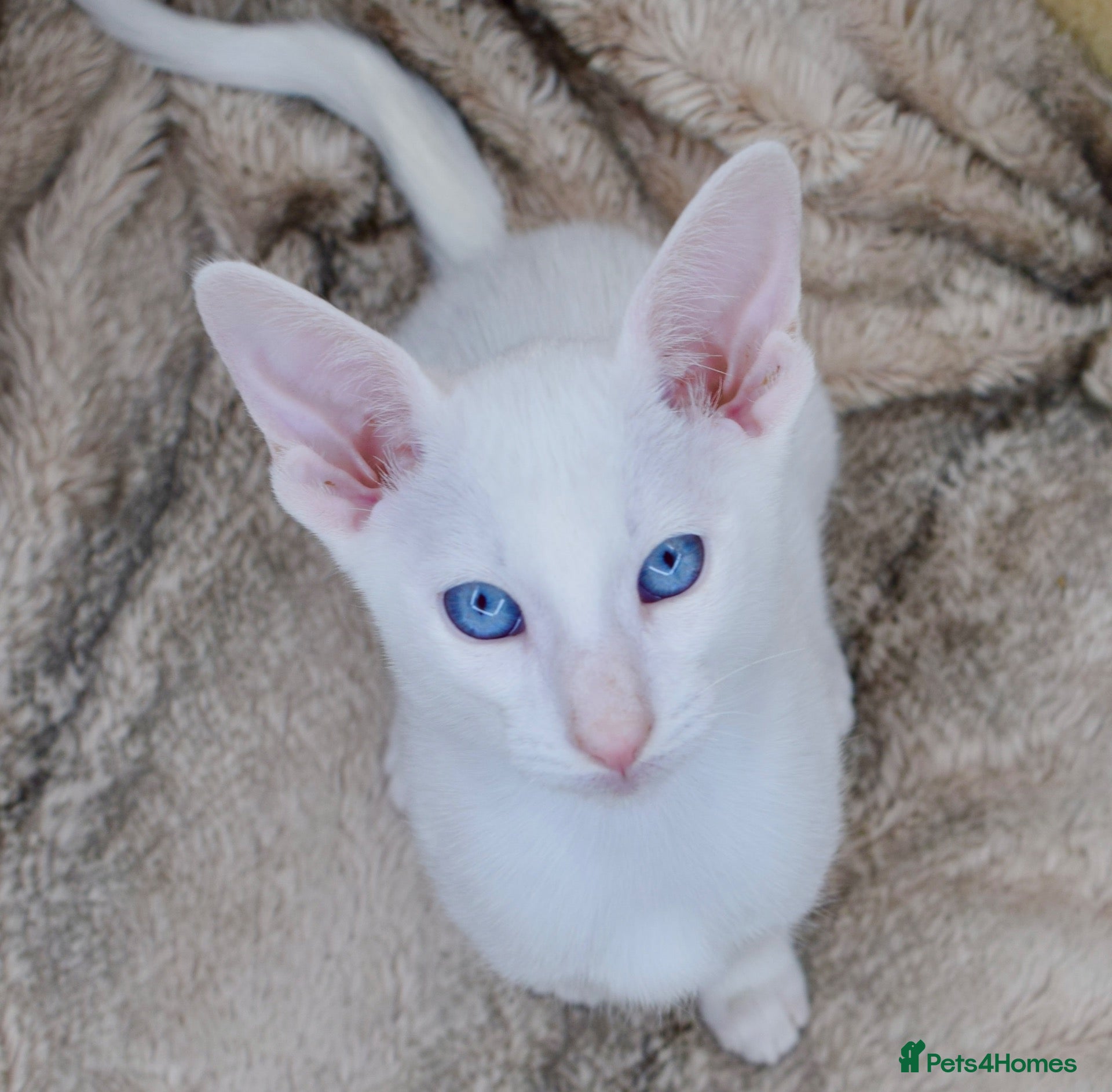 Siamese cats Stunning GCCF Siamese & Oriental Kittens - Advert 1