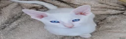 Siamese cats for sale: Stunning GCCF Siamese & Oriental Kittens - Advert 1