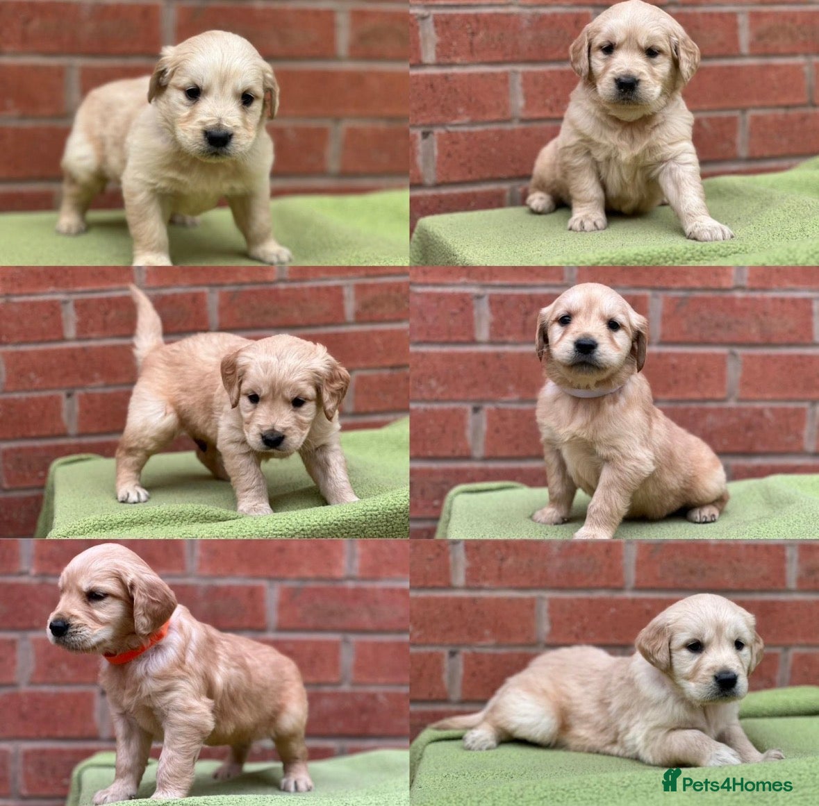 Golden Retriever dogs Pedigree Chunky Golden Retriever Puppies - Advert 6