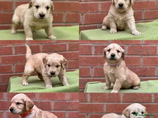 Golden Retriever dogs Pedigree Chunky Golden Retriever Puppies - Advert 6