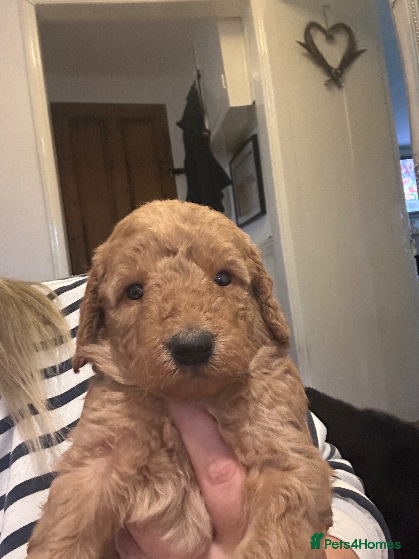 Labradoodle dogs Stunning F1B miniature labradoodles - Advert 2