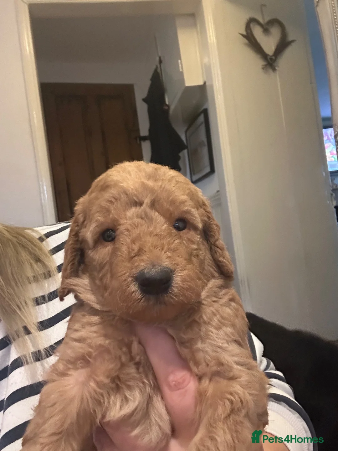 Labradoodle dogs for sale: Stunning F1B miniature labradoodles - Advert 2