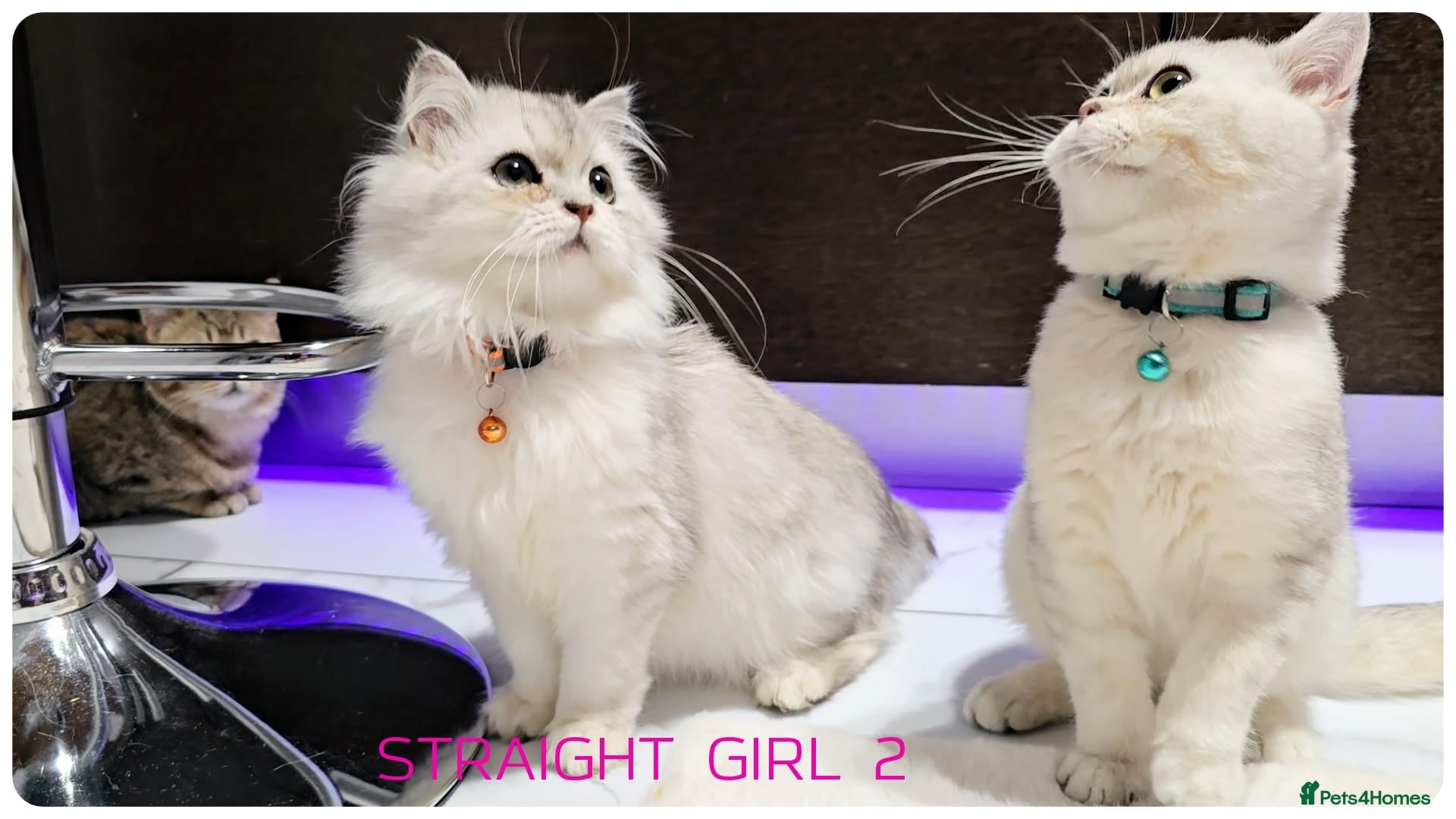 Scottish Fold cats Scottish fold - Advert 14