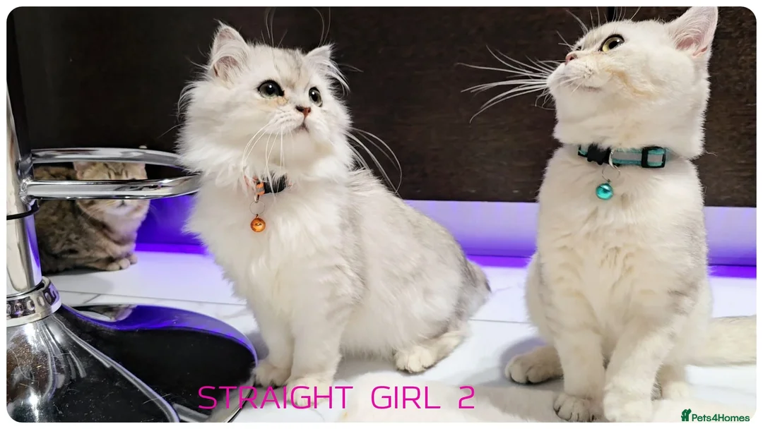 Scottish Fold cats for sale: Scottish fold - Advert 1