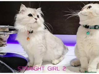 Scottish Fold cats Scottish fold - Advert 14