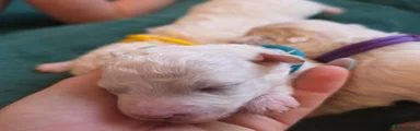 Bichon Frise 4