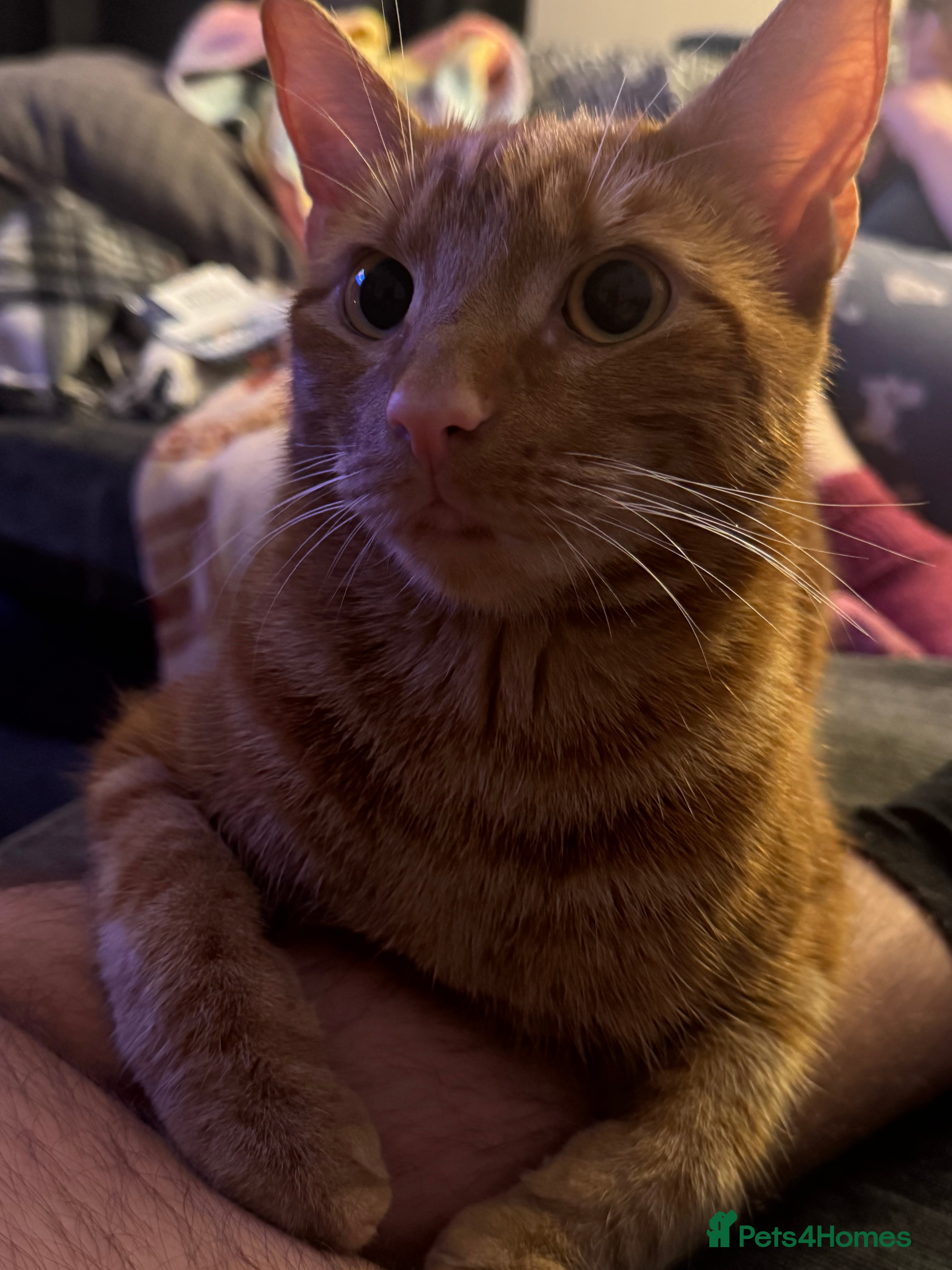 British Shorthair cats Ginger cat free to good home - Advert 1