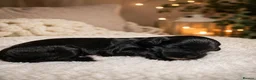 Cockapoo dogs for sale: 5⭐️ BEAUTIFUL TOY COCKAPOO PUPPIES⭐️⭐️  - Advert 9