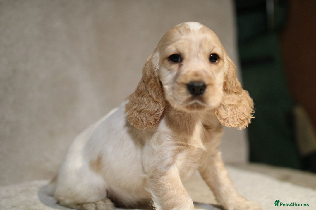 Cocker Spaniel dogs for sale: Beautiful litter of KC reg show type cockers  - Advert 13