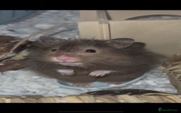 Hamster rodents for sale: Syrian hamster and setup - Image 1