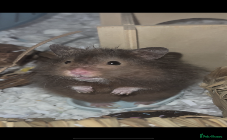 Hamster rodents - Advert 1
