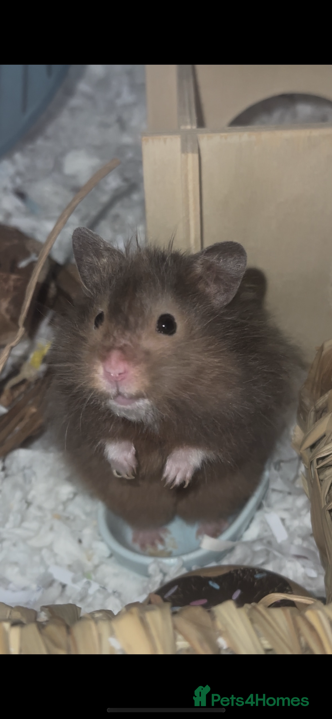 Hamster rodents for sale: Syrian hamster and setup - Image 1