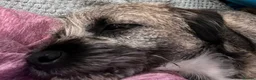 Border Terrier dogs for sale: KC registered young female Border Terrier - Advert 6