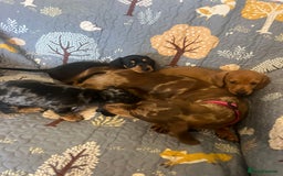 Miniature Dachshund dogs for sale: Miniature dachshund  - Image 10