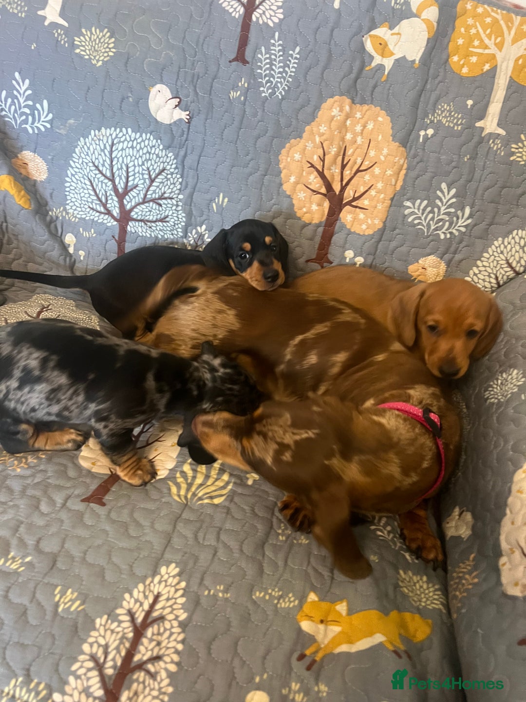 Miniature Dachshund dogs for sale: Miniature dachshund  - Image 10