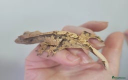Gecko reptiles for sale: Crested Gecko Gargoyle &  Leachianus Gecko  in Wigston - Image 16
