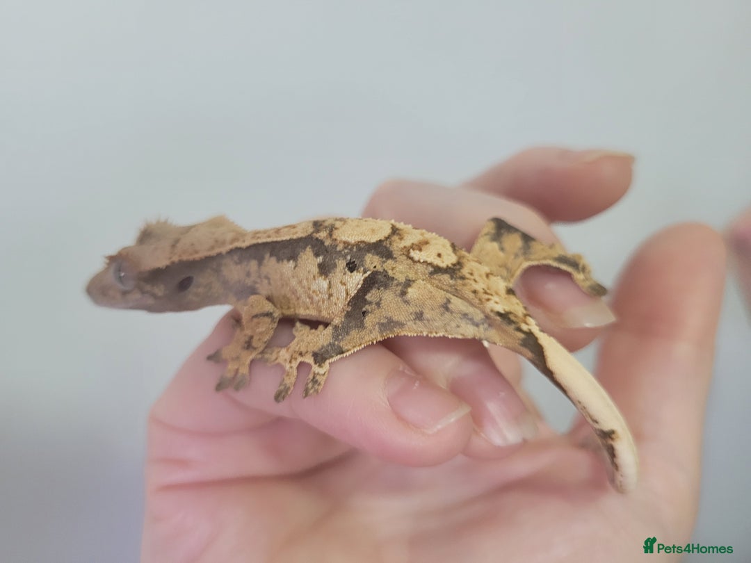 Gecko reptiles for sale: Crested Gecko Gargoyle &  Leachianus Gecko  in Wigston - Image 16
