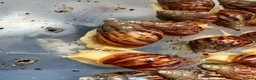 Snails invertebrates for sale: *URGANT* Baby land African snails for sale  in Melksham - Advert 1