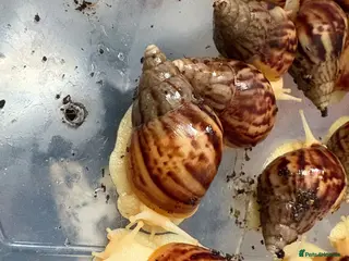 Snails invertebrates *URGANT* Baby land African snails for sale - Advert 5