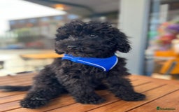 Toy Poodle dogs for sale: Toy poodle looking for a loving home - Image 6