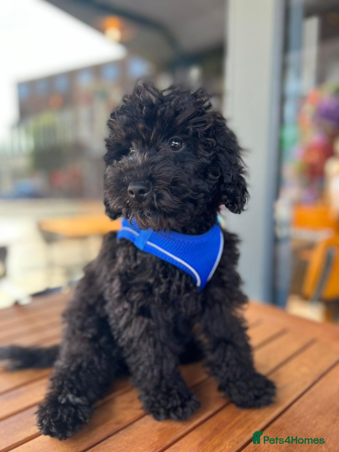 Toy Poodle dogs for sale: Toy poodle looking for a loving home - Image 6
