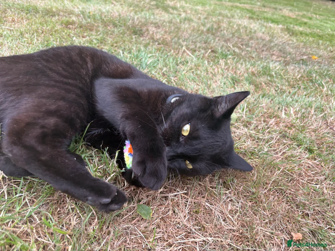 Mixed Breed cats for sale: Beautiful Boy Tobi  - Advert 3