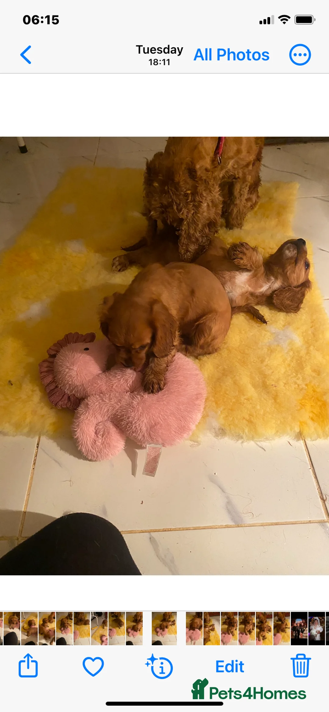 Cockalier dogs for sale: F1 fox red puppies boys and girls  - Advert 16