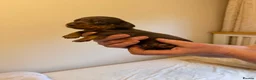 Miniature Dachshund dogs for sale: BEAUTIFUL MINI DACHSHUNDS  in Melrose - Advert 5