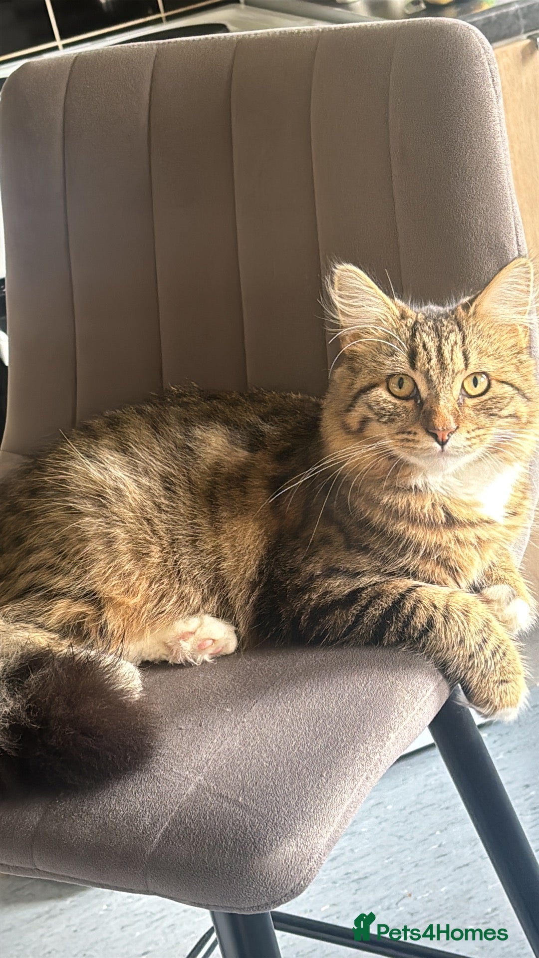 Siberian cats Cat for rehome - Advert 1