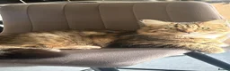 Siberian cats for sale: Cat for rehome in Nottingham - Advert 1
