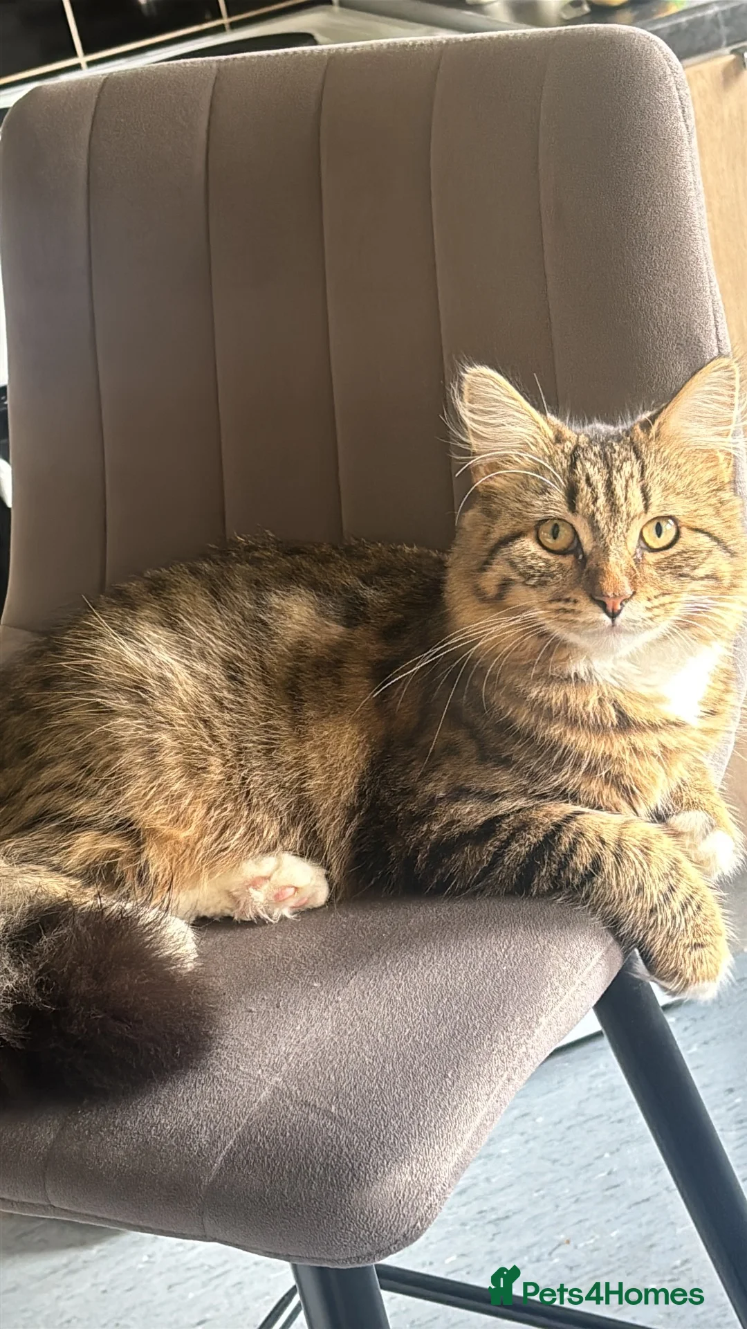 Siberian cats for sale: Cat for rehome in Nottingham - Advert 1
