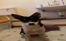 Border Collie dogs for sale: Willow  - Image 2
