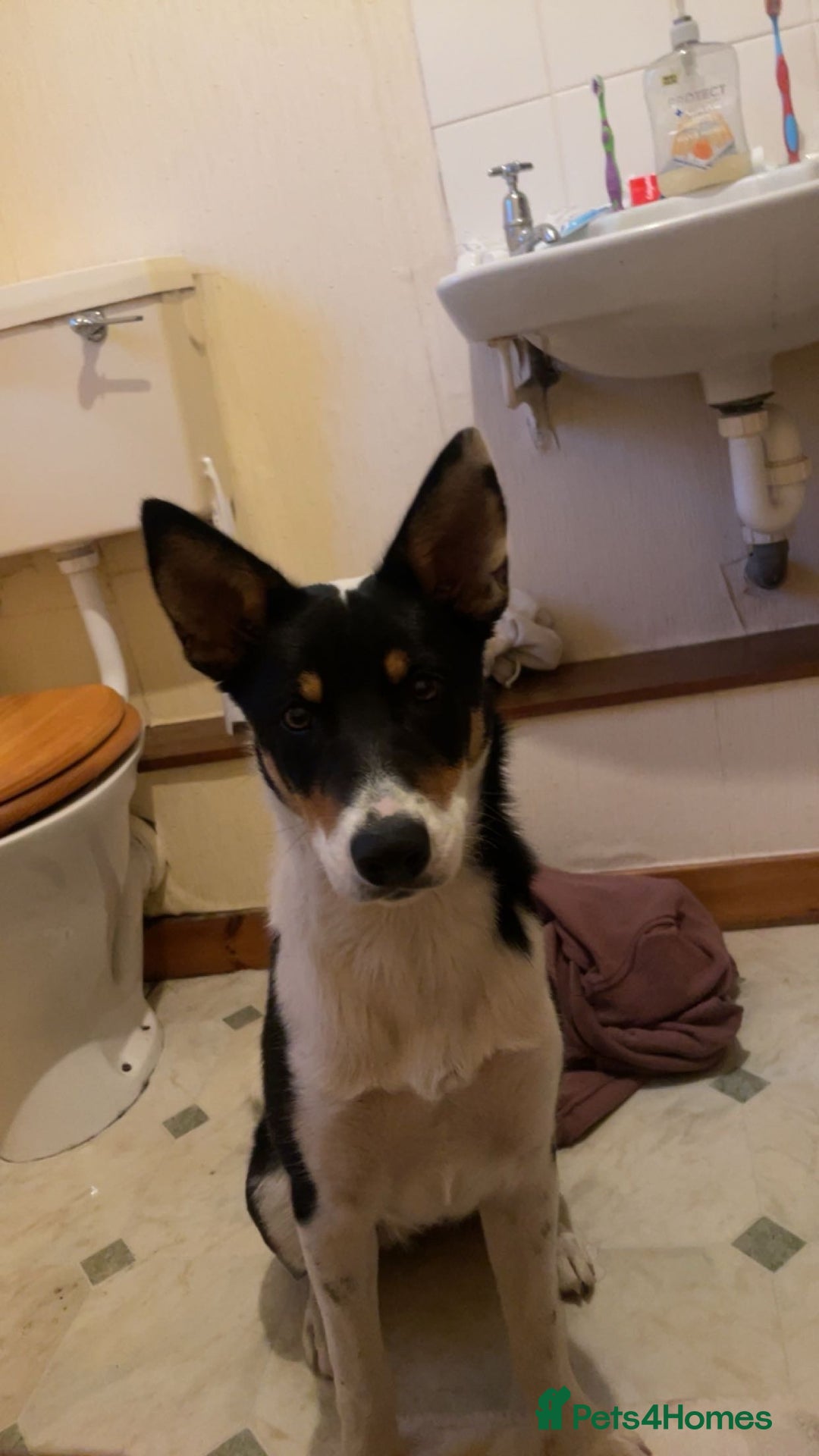 Border Collie dogs for sale: Willow  - Image 2