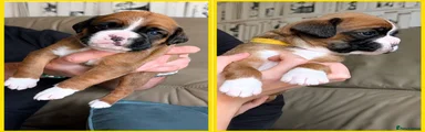 Boxer Puppy 5