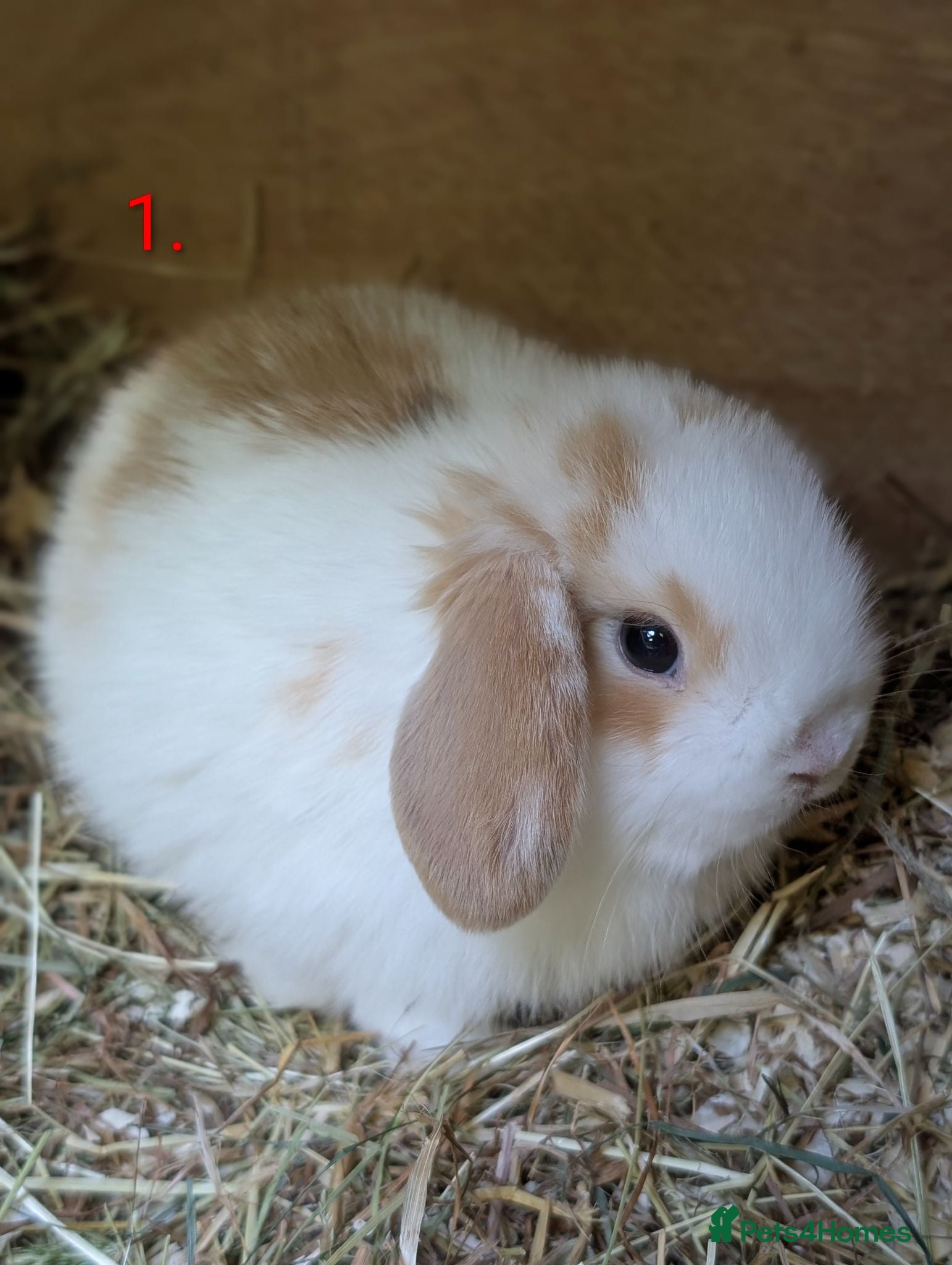 Mixed Breed rabbits Gorgeous baby mini lop bunnies for sale! 😍 - Advert 17